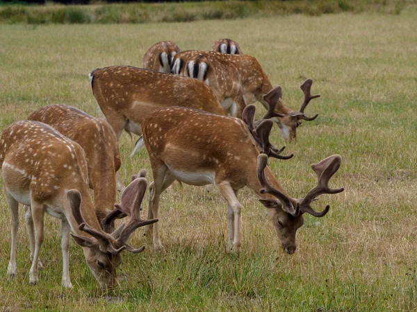 Rehe Münsterland — Stockfoto