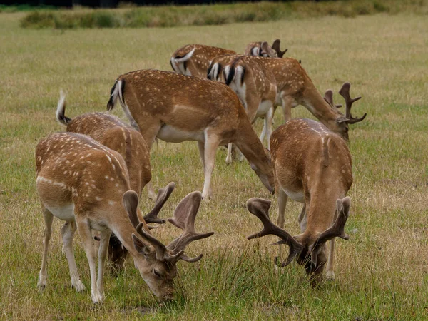 Deers German Muensterland — Stock fotografie