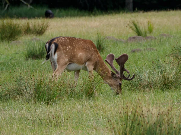 Cerfs Dans Pays Des Muentins Allemand — Photo