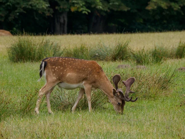 Alman Muensterland Inde Geyikler — Stok fotoğraf