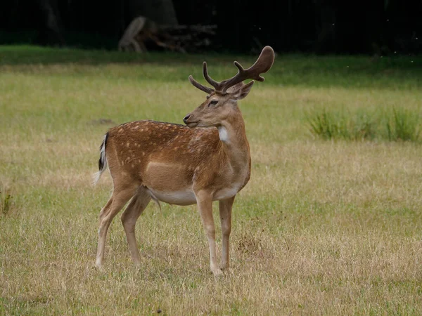 Deers German Muensterland — Stock fotografie