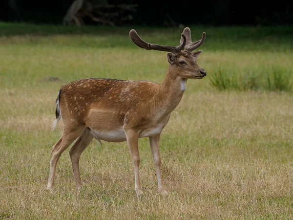 Deers German Muensterland — стокове фото