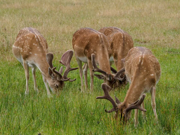 Deers German Muensterland — Stock Photo, Image