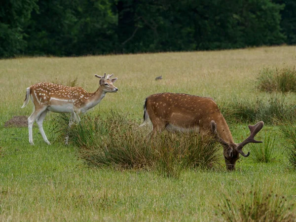 Cerfs Dans Pays Des Muentins Allemand — Photo