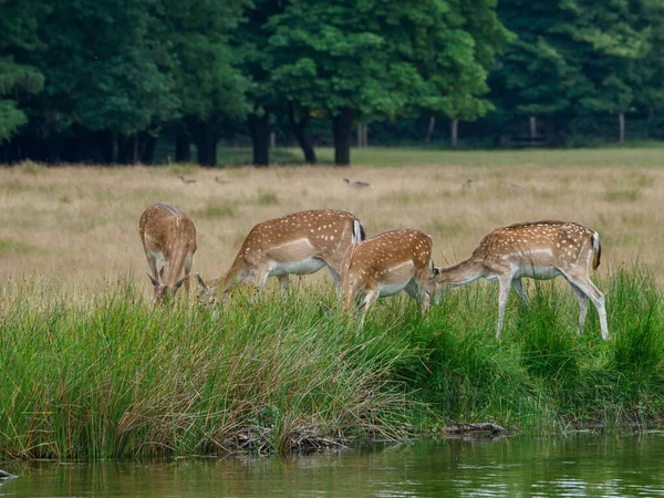 Cervi Nel Muensterland Tedesco — Foto Stock