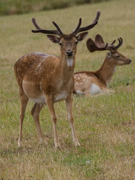 Cerfs Dans Pays Des Muentins Allemand — Photo