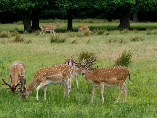 Deers German Muensterland — Stock Photo, Image