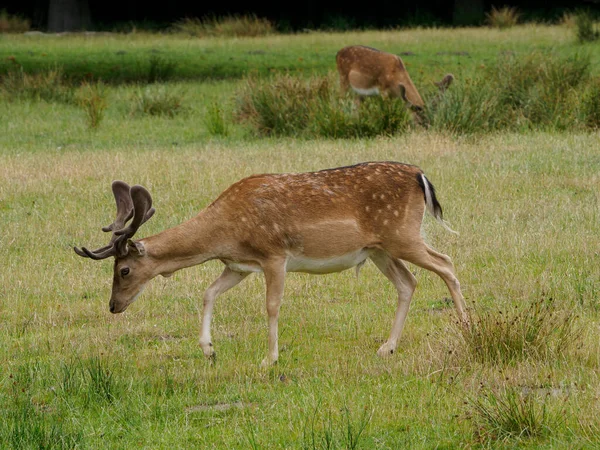 Deers German Muensterland — Stock fotografie