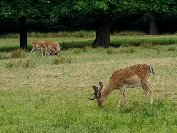 Deers German Muensterland — Stock Photo, Image