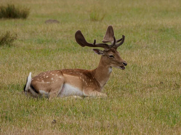 Cerfs Dans Pays Des Muentins Allemand — Photo