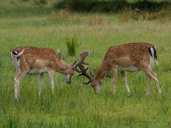 Deers German Muensterland — Stock fotografie