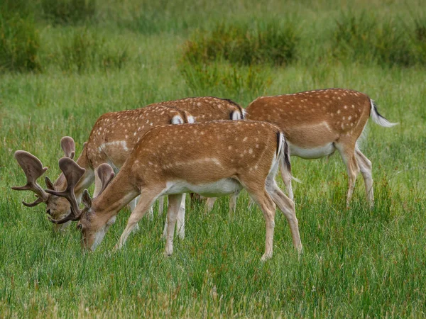 Cervi Nel Muensterland Tedesco — Foto Stock