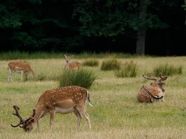 Cerfs Dans Pays Des Muentins Allemand — Photo