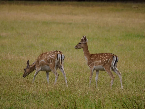 德国荒原上的鹿 — 图库照片