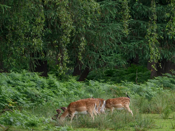 ドイツのミューンスターランドの鹿 — ストック写真
