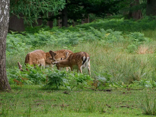 Deers German Muensterland — Stock Photo, Image