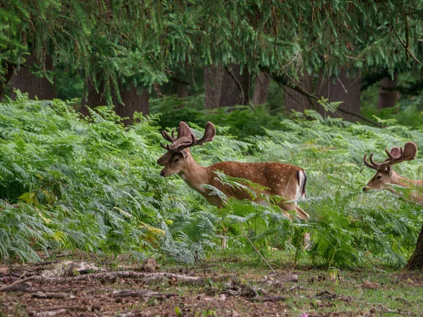 Deers German Muensterland — Stockfoto