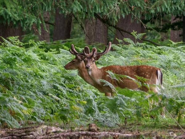 Deers German Muensterland — Stock Photo, Image