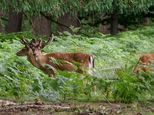 Jelenie Niemieckiej Ziemi Muensterland — Zdjęcie stockowe