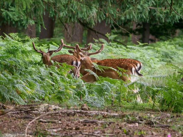 Deers German Muensterland — Stock Photo, Image