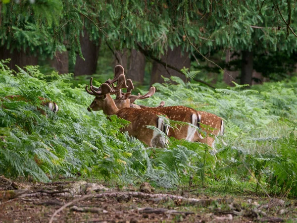 Deers German Muensterland — Stock Photo, Image