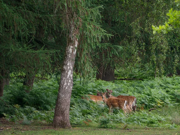 Deers German Muensterland — Stockfoto