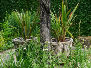 Bir Alman bahçesinde yaz mevsimi