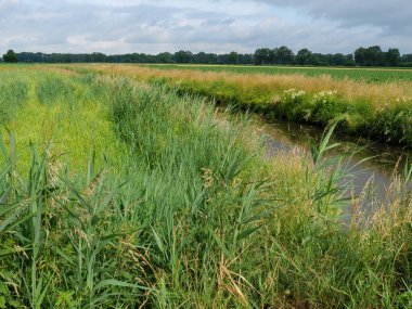 Alman Westphalia 'sında küçük bir dere.