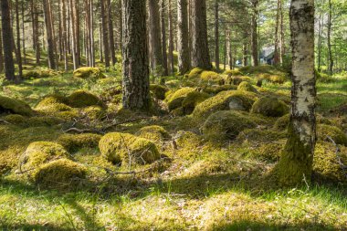 Norveç 'in Eidfjord şehri