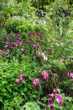 Kuzey İngiltere 'de Newcastle ve Tynemouth