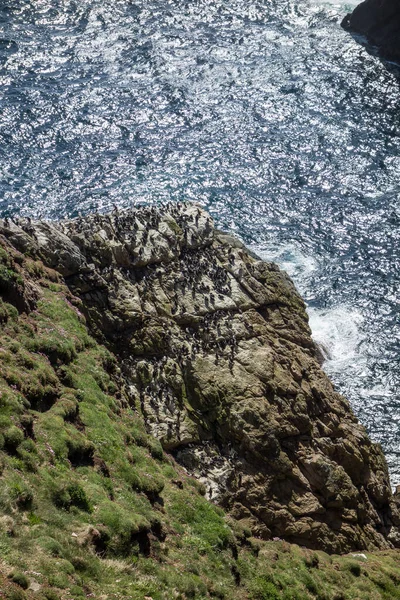 Île Des Shetland Royaume Uni — Photo