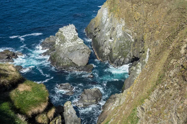 Shetland Island —  Fotos de Stock
