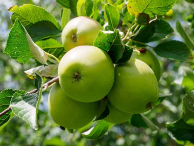 Bir Alman bahçesinde yaz mevsimi