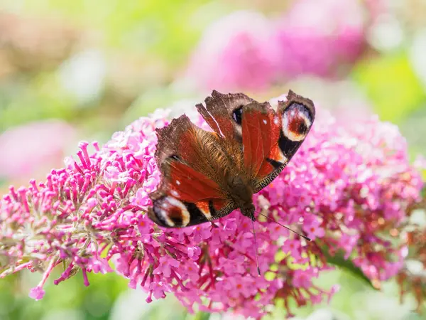 Heure Été Dans Jardin Allemand — Photo