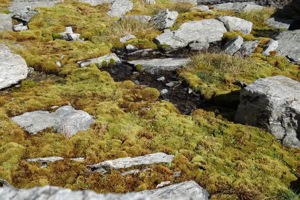 Wędrówki Szwajcarskich Alpach — Zdjęcie stockowe