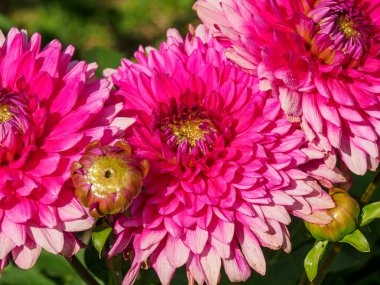dahlias, in the garden