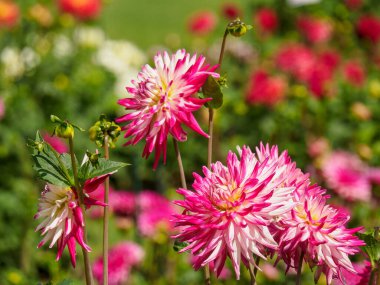 dahlias, in the garden