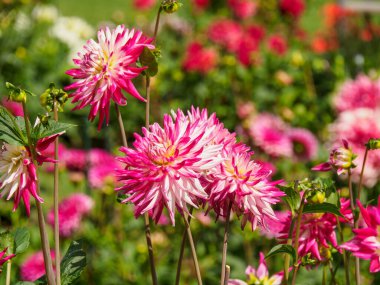 dahlias, in the garden