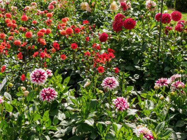 dahlias, in the garden