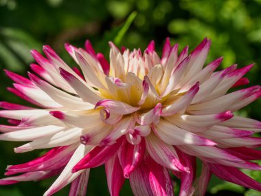 dahlias, in the garden