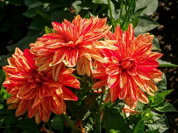 Dahlias Garden — 스톡 사진