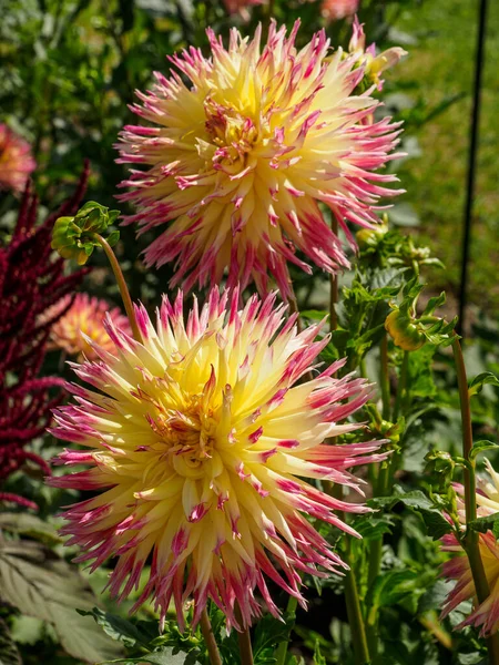 Dahlias Garden — Stockfoto