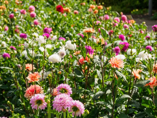 Dahlias Garden — 스톡 사진