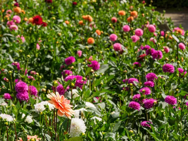 Dahlias Garden — 스톡 사진