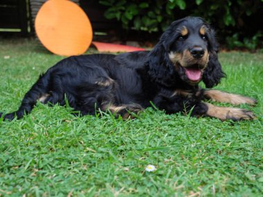 little cocker spaniel in germany