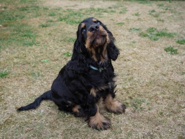 little cocker spaniel in germany