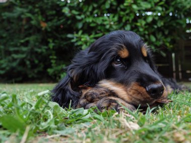 little cocker spaniel in germany