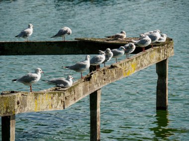small lake at Bocholt in westphalia