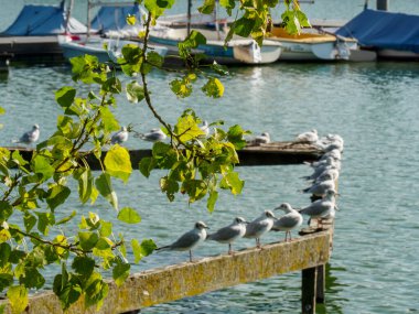 small lake at Bocholt in westphalia