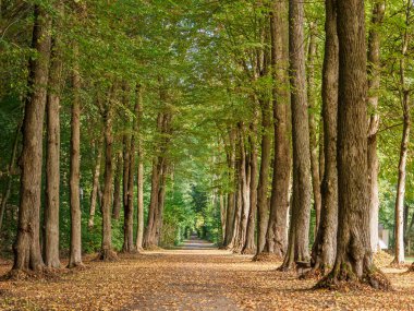 Westphalia 'daki kale ve orman